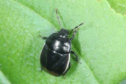 Legnotus limbosus